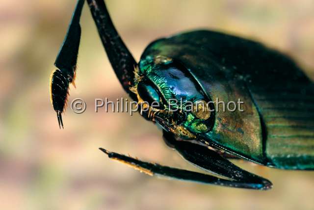 Enhydrus sulcatus.JPG - in "Portraits d'insectes" ed. SeuilEnhydrus sulcatusGyrinWhirligig beetleColeopteraGyrinidaeBresil